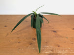 Anthurium Perangustum cf