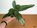 Anthurium Falcatum aff