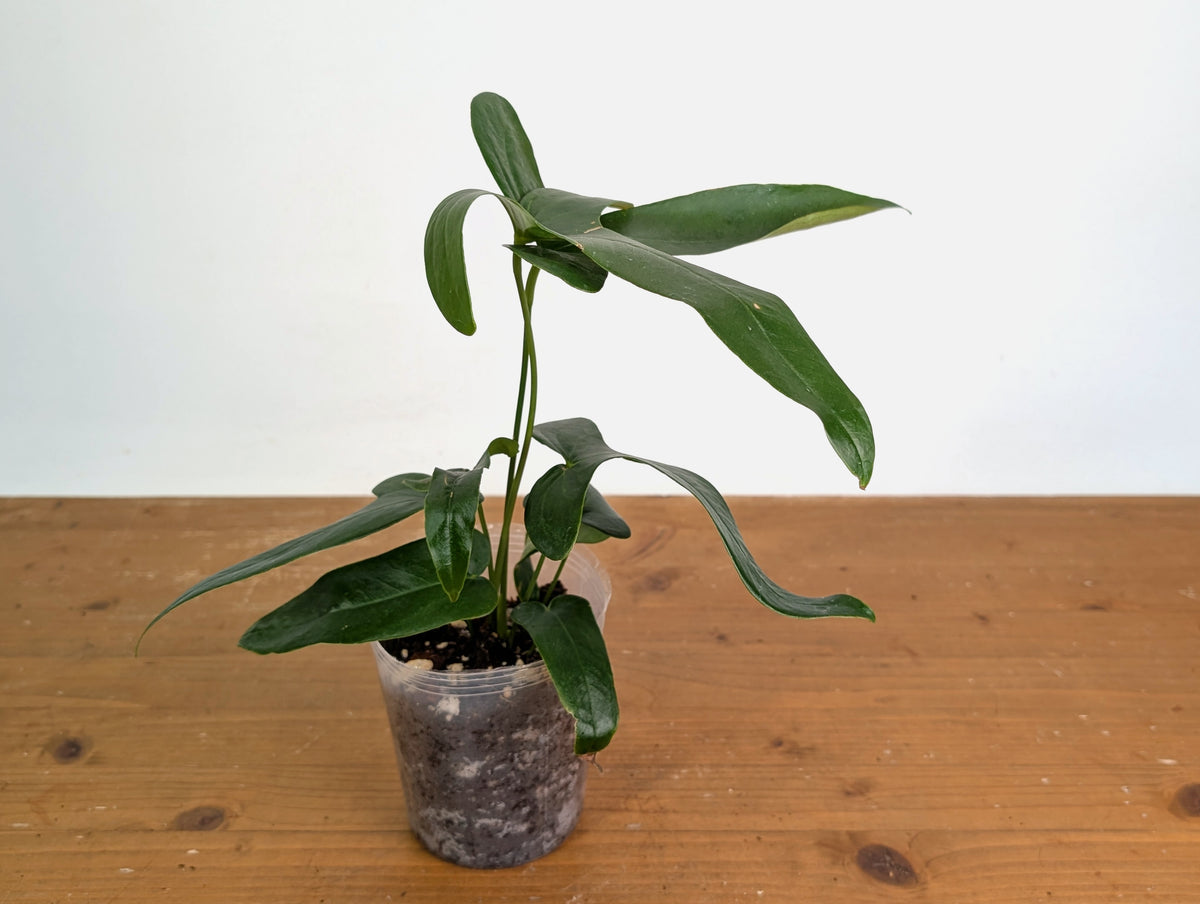Anthurium Falcatum aff