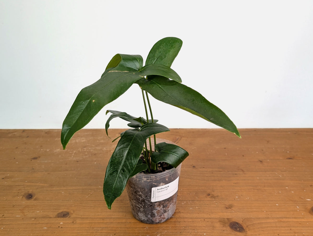 Anthurium Falcatum aff