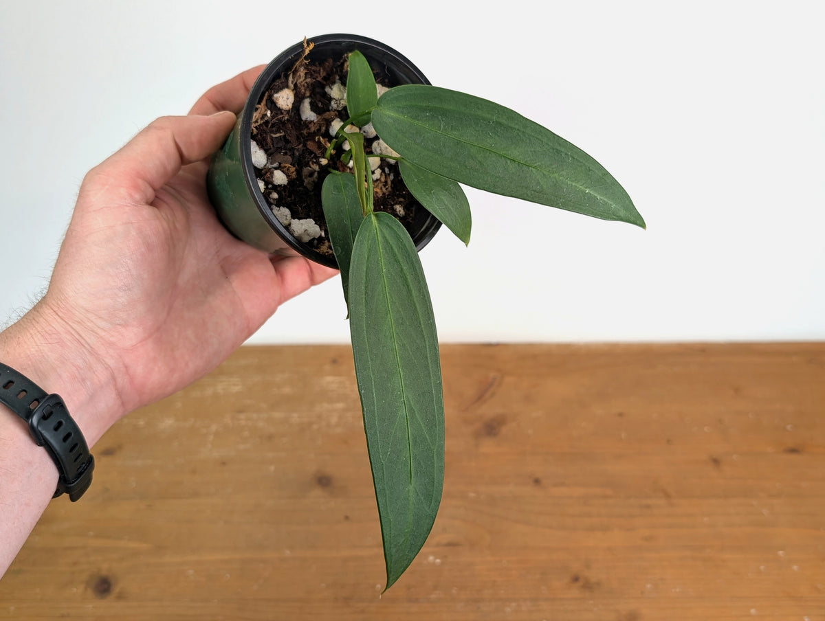 Anthurium Wendlingeri
