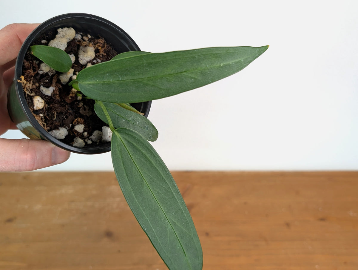 Anthurium Wendlingeri