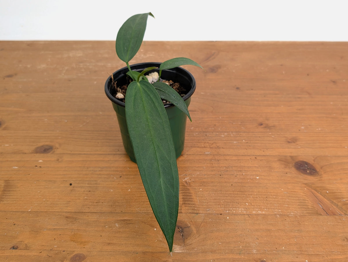 Anthurium Wendlingeri