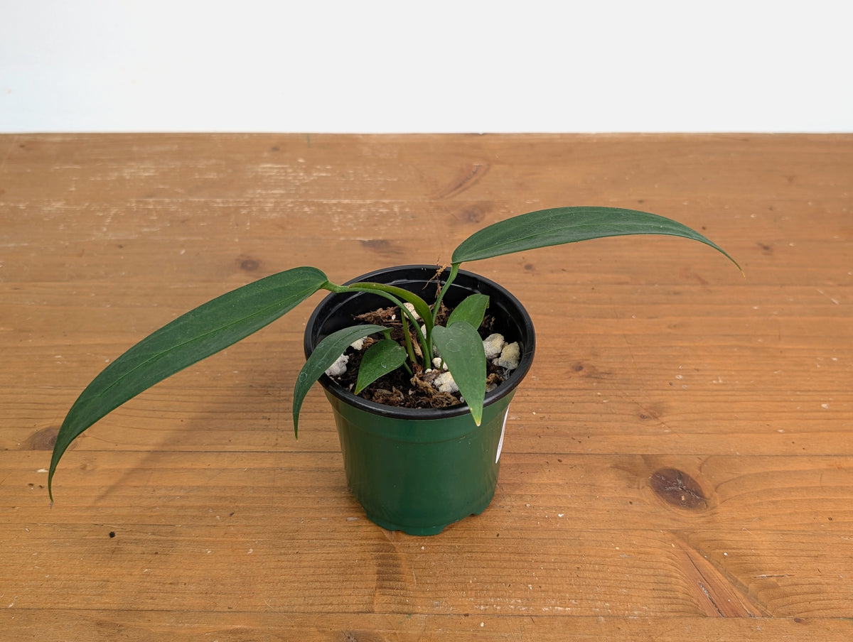 Anthurium Wendlingeri