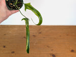 Philodendron Paloraense Variegated - Exact Plant #20A - 4 inch pot