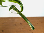 Philodendron Paloraense Variegated - Exact Plant #20A - 4 inch pot