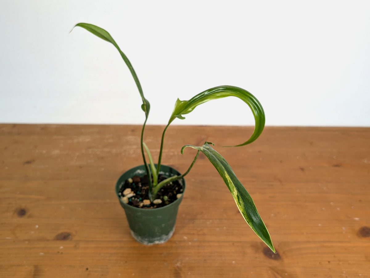 Philodendron Paloraense Variegated - Exact Plant #20A - 4 inch pot