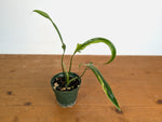 Philodendron Paloraense Variegated - Exact Plant #20A - 4 inch pot