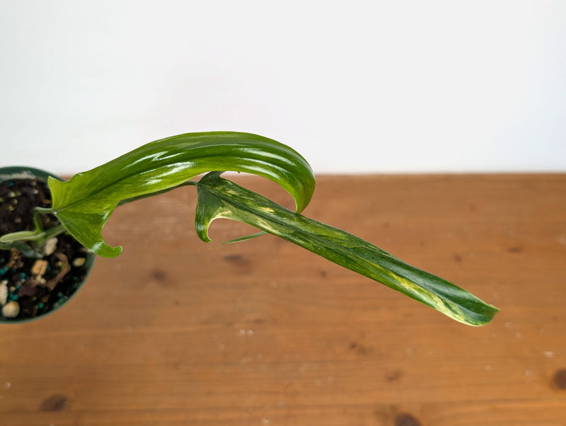Philodendron Paloraense Variegated - Exact Plant #20A - 4 inch pot