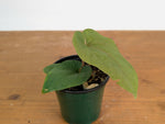 Anthurium Kunyalense