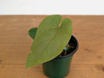 Anthurium Kunyalense