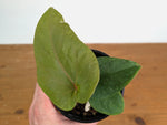 Anthurium Kunyalense