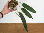 Anthurium Wendlingeri