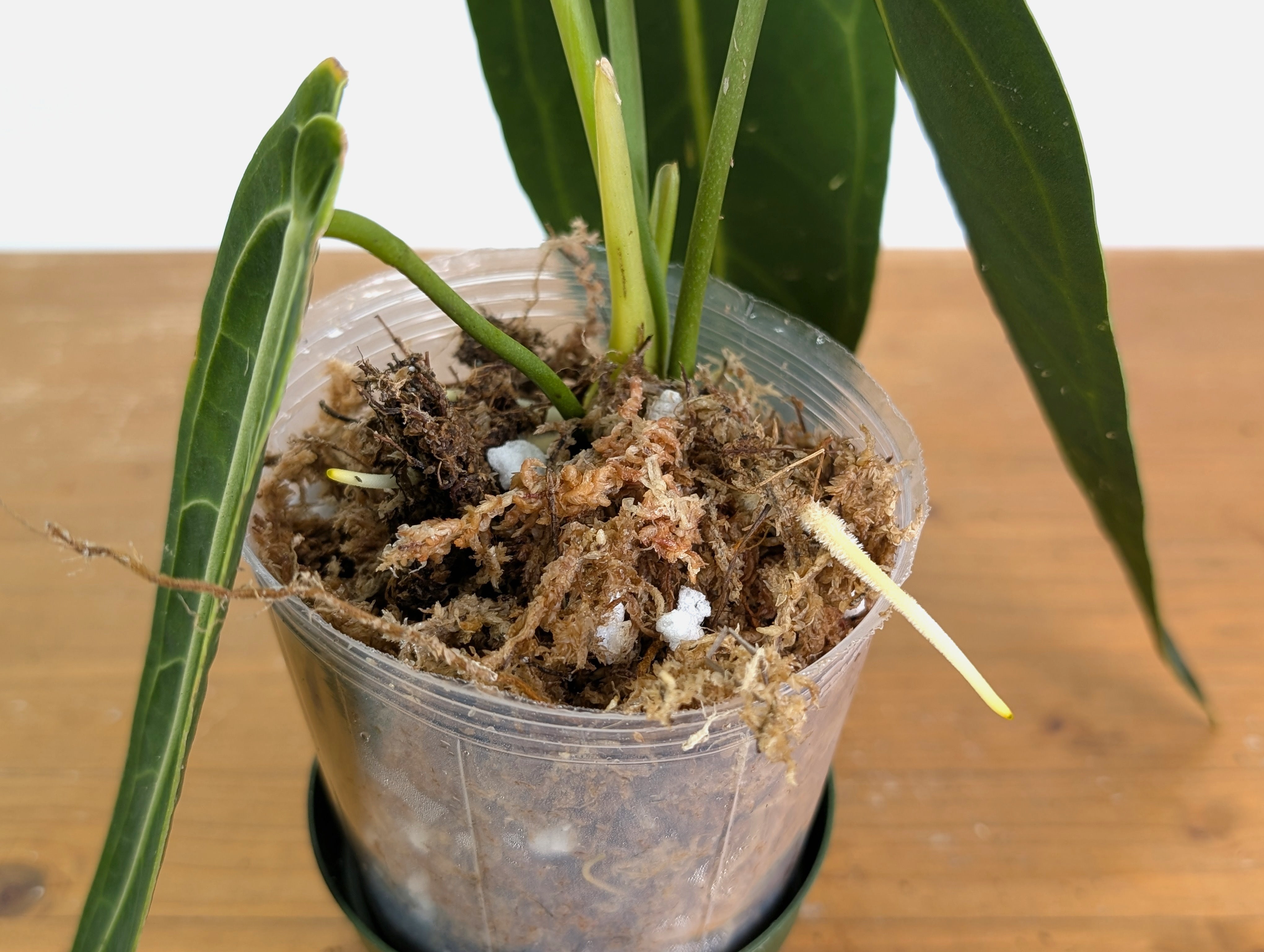 Anthurium Warocqueanum Dark Narrow Form - Exact Plant #20A - Free