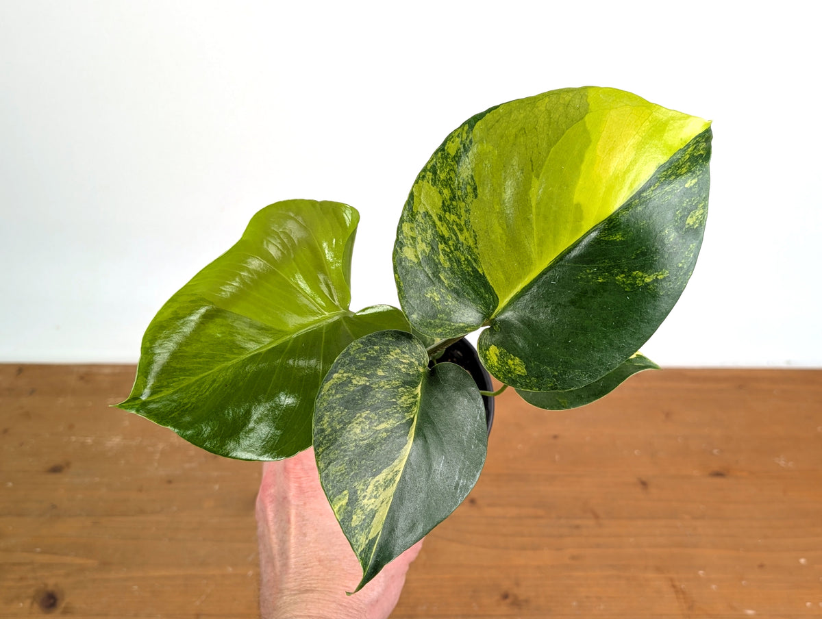 Monstera Yellow Marilyn Aurea