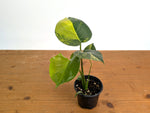 Monstera Yellow Marilyn Aurea
