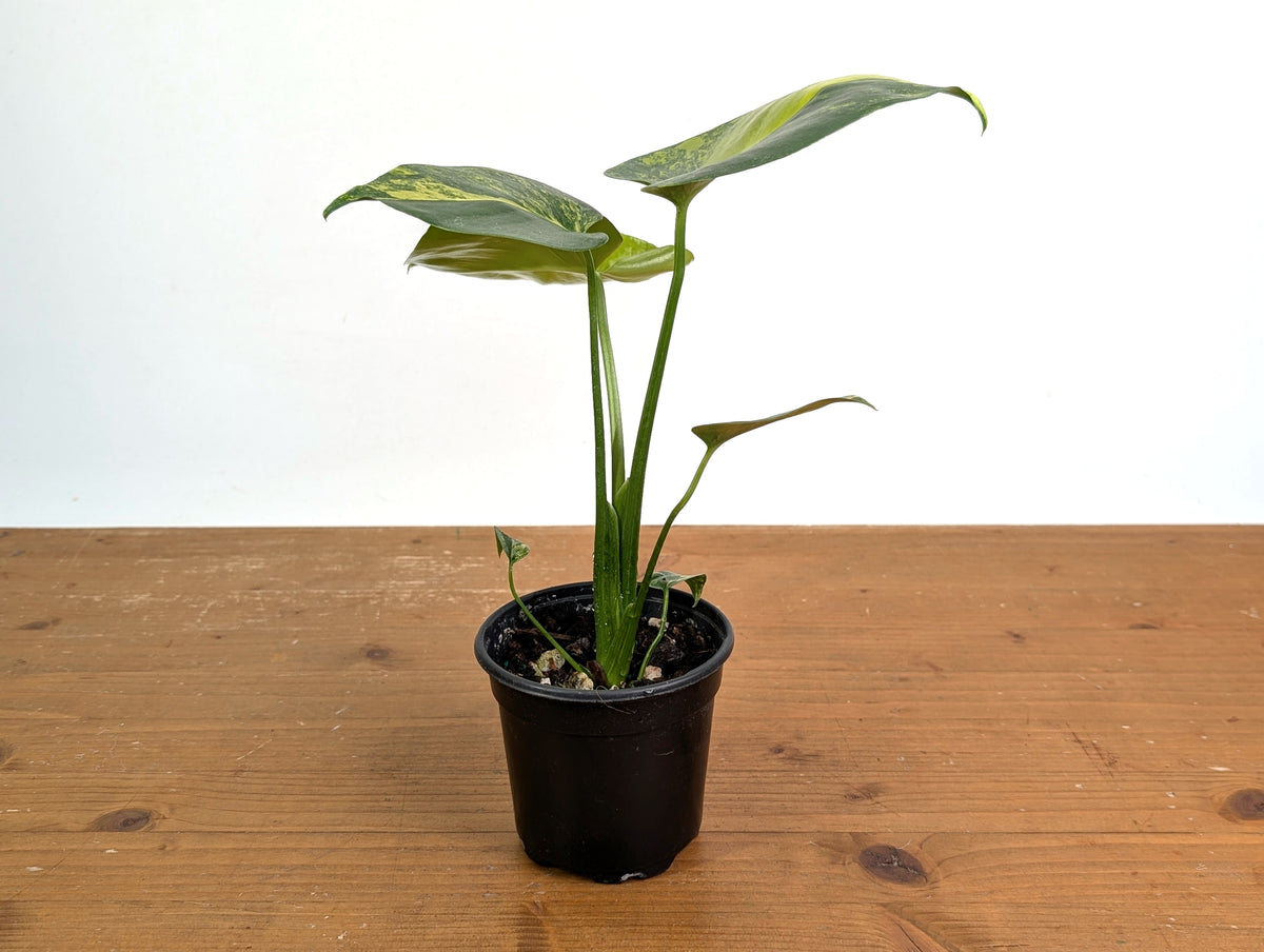 Monstera Yellow Marilyn Aurea
