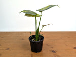 Monstera Yellow Marilyn Aurea