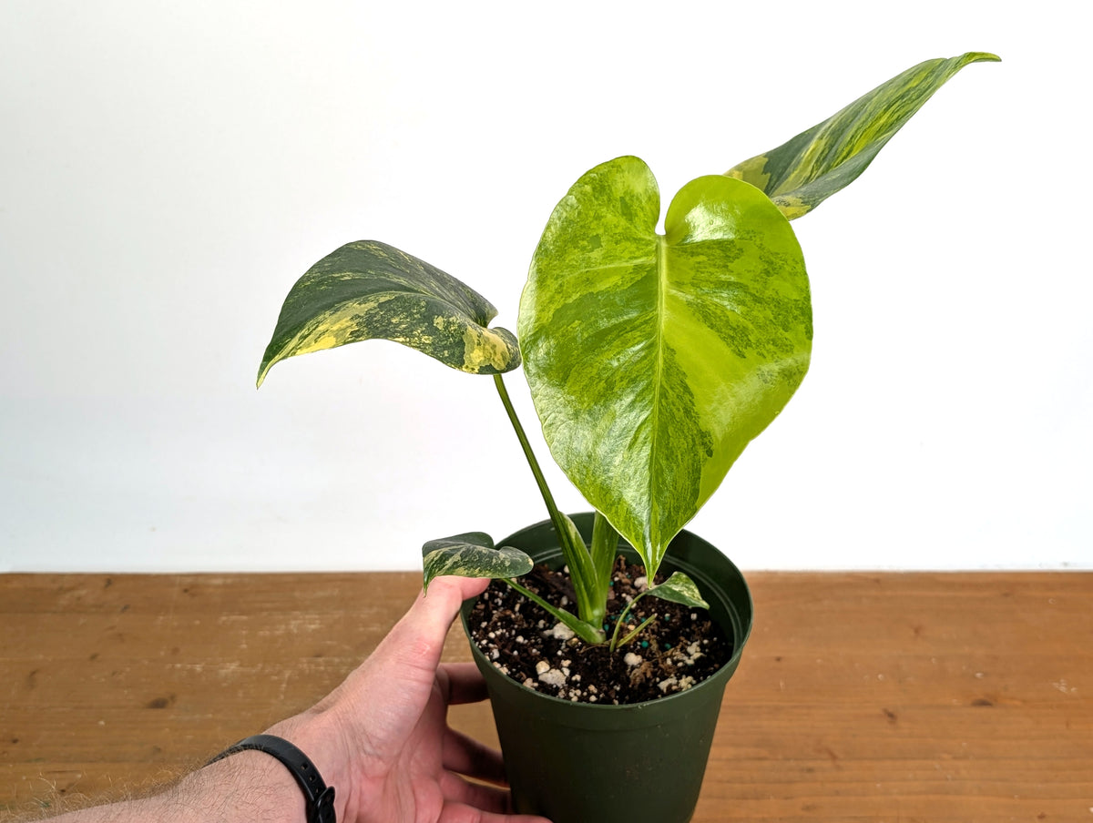 Monstera Yellow Marilyn Aurea
