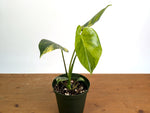 Monstera Yellow Marilyn Aurea
