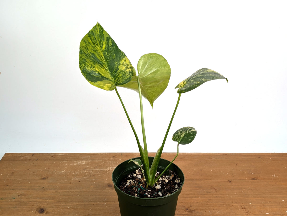 Monstera Yellow Marilyn Aurea