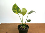 Monstera Yellow Marilyn Aurea