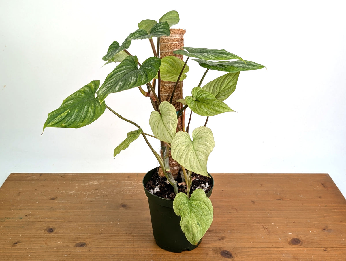 Philodendron Mamei Mint Variegated EXACT plant in 6 inch pot