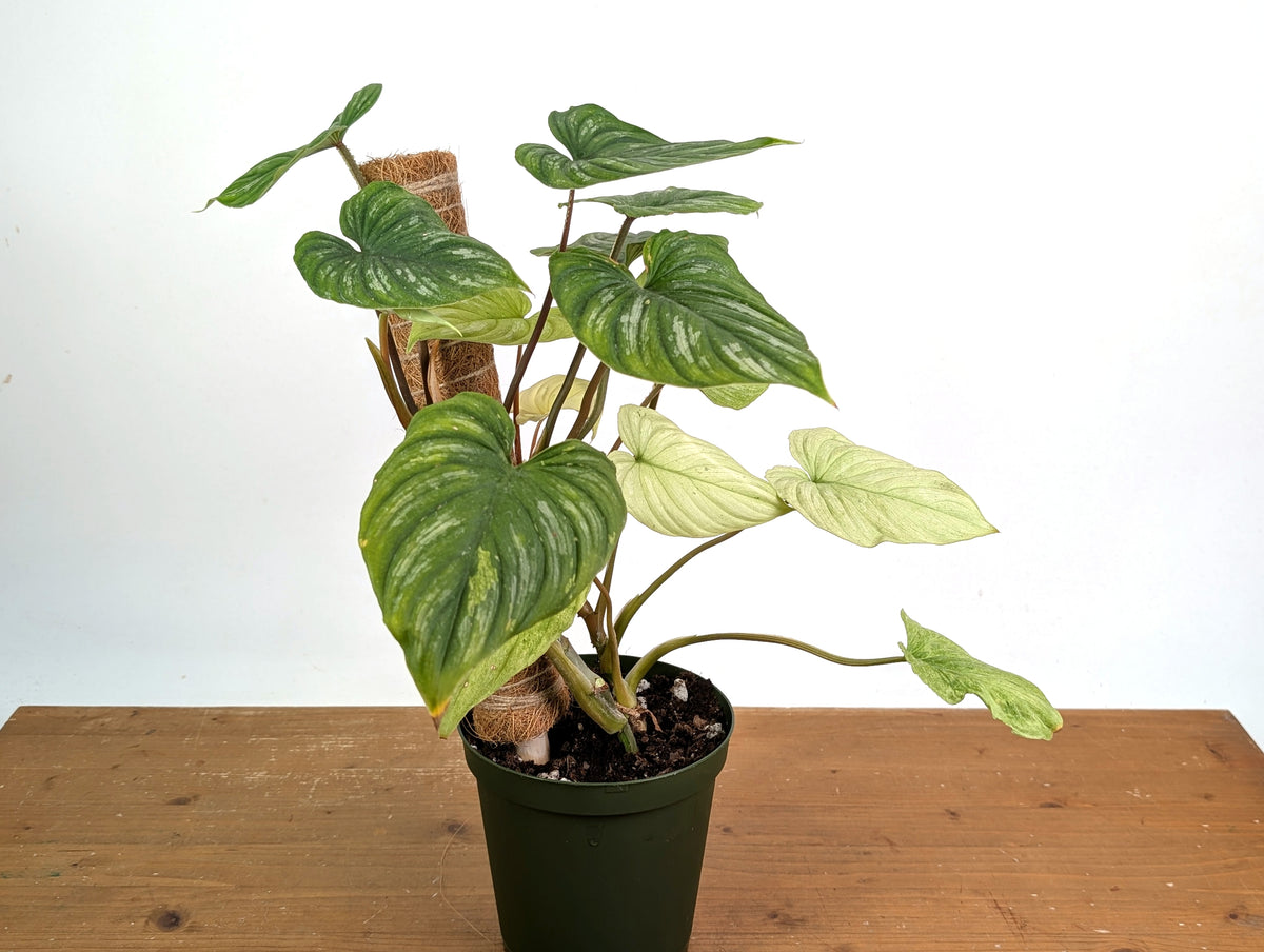 Philodendron Mamei Mint Variegated EXACT plant in 6 inch pot