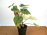 Philodendron Mamei Mint Variegated EXACT plant in 6 inch pot
