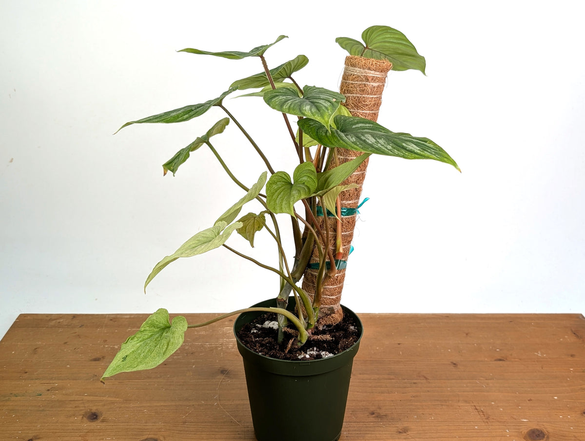 Philodendron Mamei Mint Variegated EXACT plant in 6 inch pot