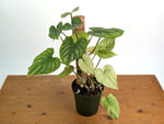 Philodendron Mamei Mint Variegated EXACT plant in 6 inch pot