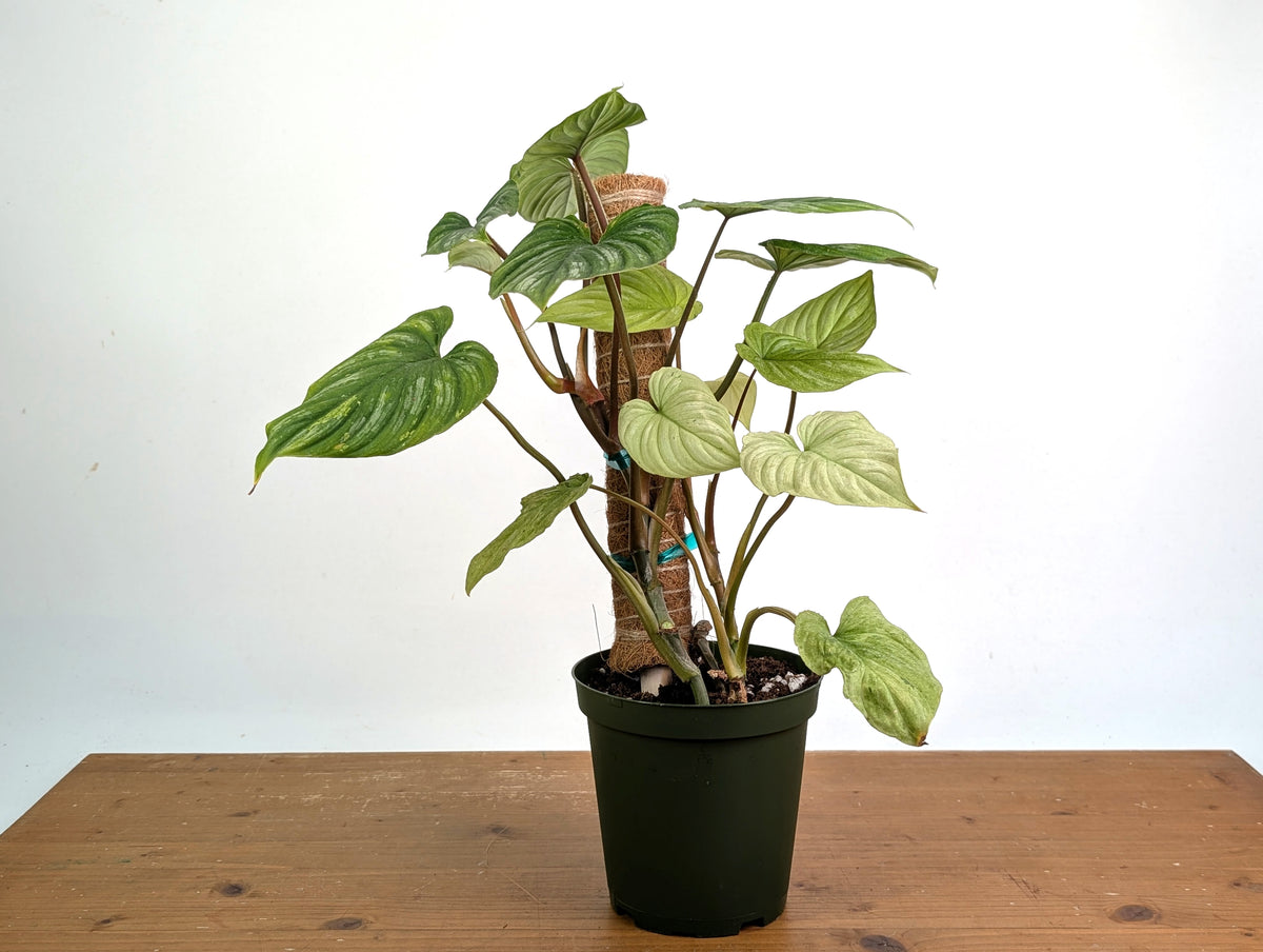 Philodendron Mamei Mint Variegated EXACT plant in 6 inch pot