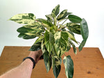 Philodendron Emerald King - Exact Plant #13A