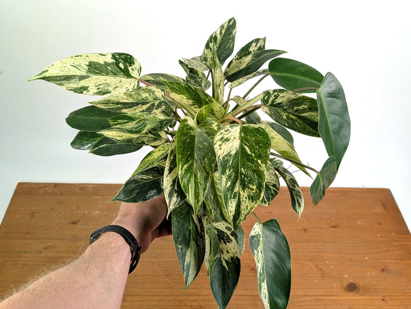 Philodendron Emerald King - Exact Plant #13A