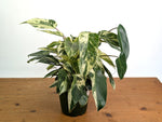 Philodendron Emerald King - Exact Plant #13A