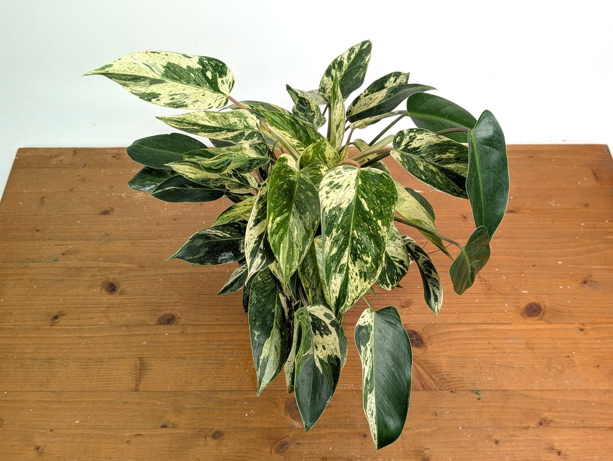 Philodendron Emerald King - Exact Plant #13A