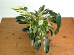 Philodendron Emerald King - Exact Plant #13A