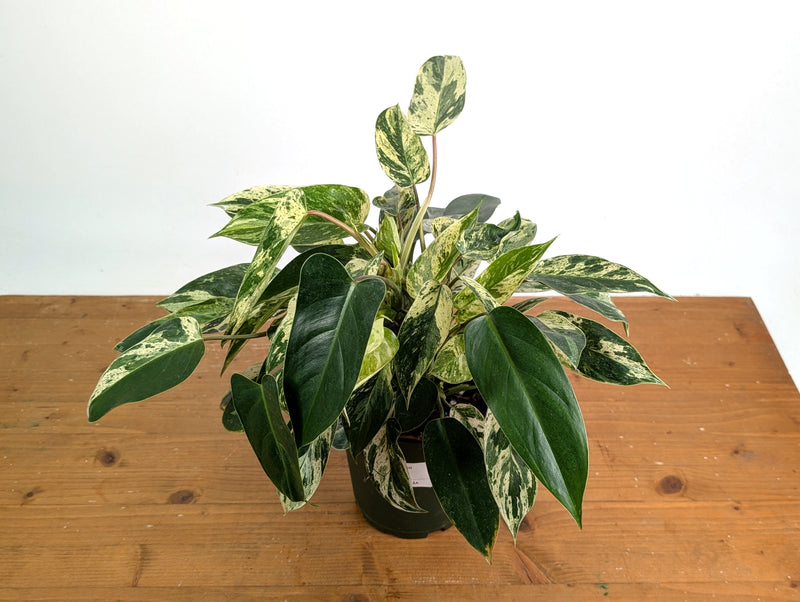 Philodendron Emerald King - Exact Plant #13A