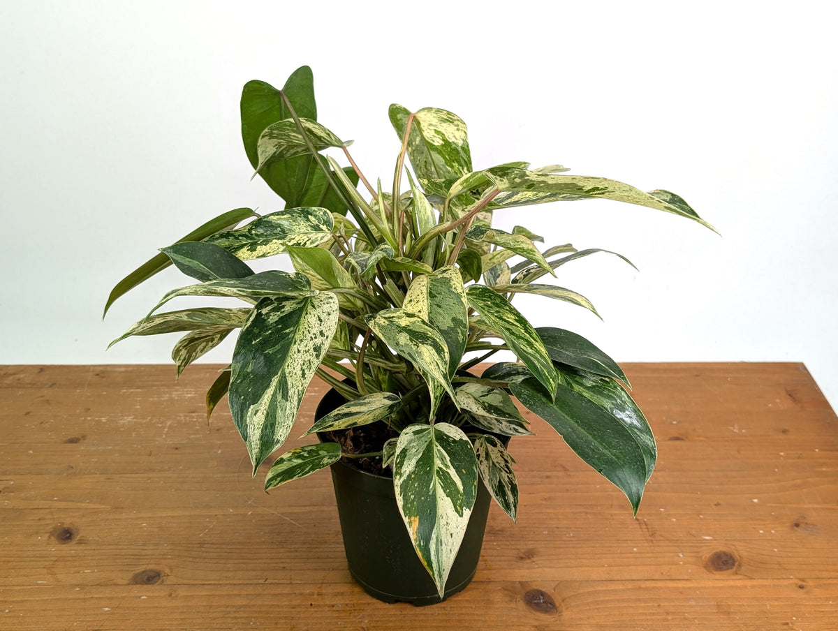 Philodendron Emerald King - Exact Plant #13A