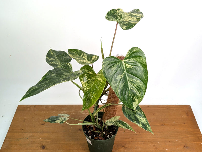 Philodendron Emerald King - Exact Plant #13B