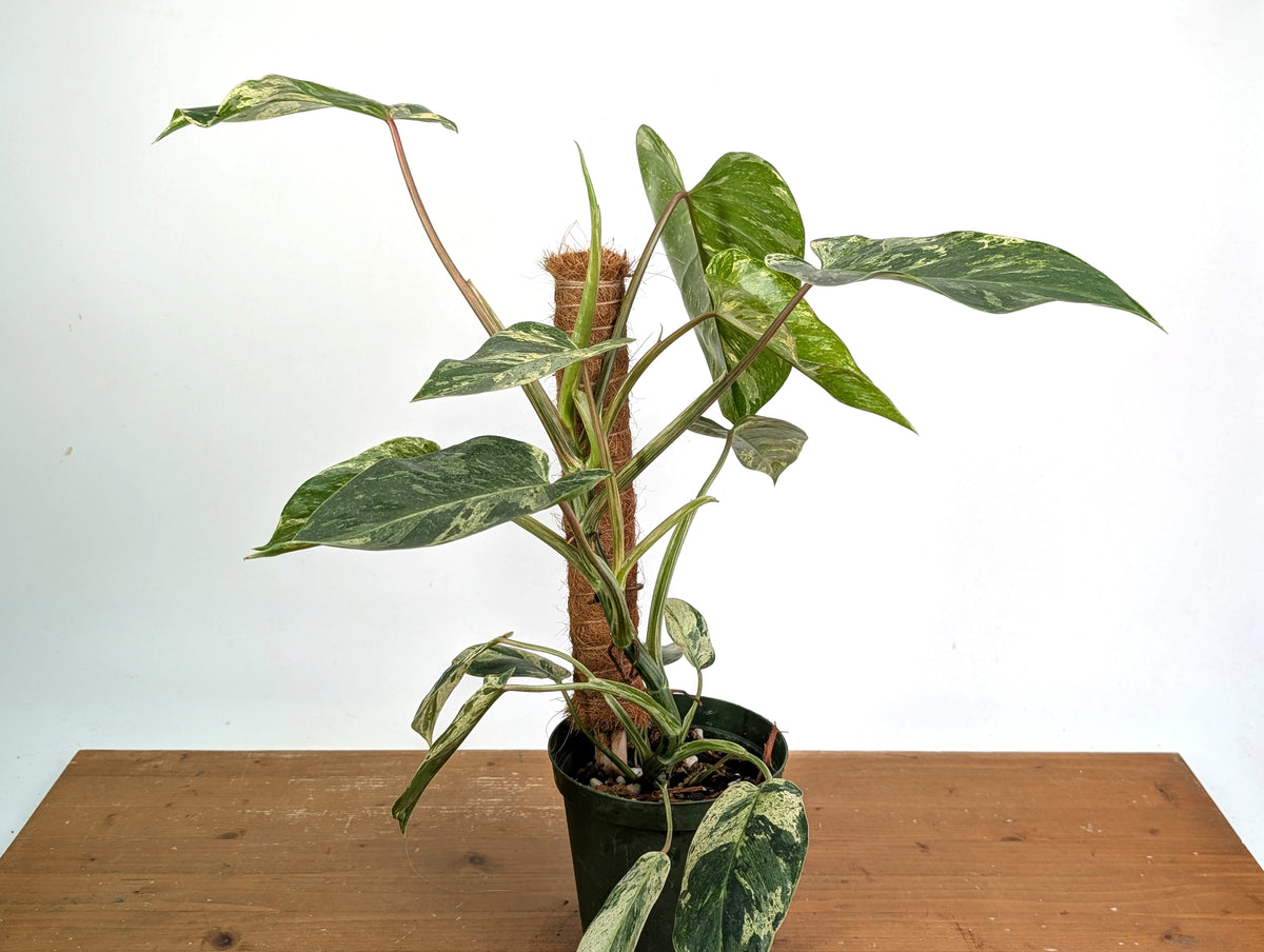 Philodendron Emerald King - Exact Plant #13B