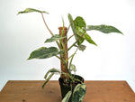 Philodendron Emerald King - Exact Plant #13B