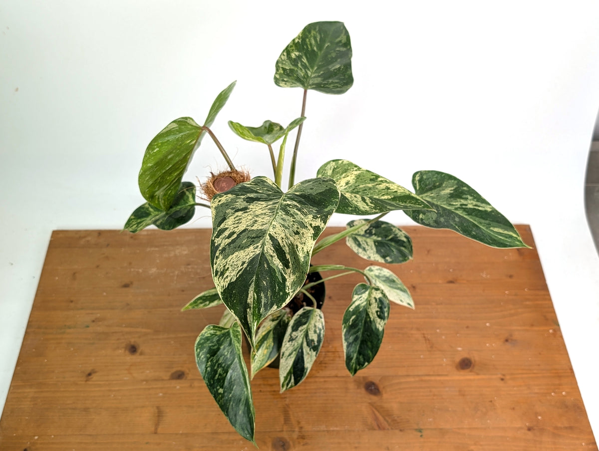 Philodendron Emerald King - Exact Plant #13B