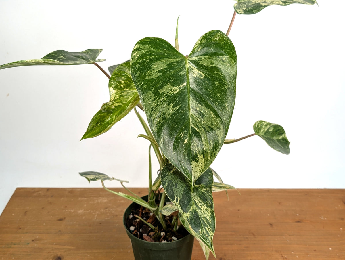 Philodendron Emerald King - Exact Plant #13B