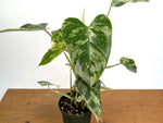 Philodendron Emerald King - Exact Plant #13B