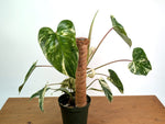 Philodendron Emerald King - Exact Plant #13C