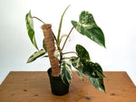 Philodendron Emerald King - Exact Plant #13C