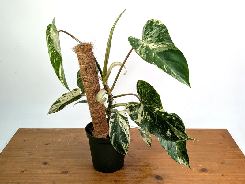 Philodendron Emerald King - Exact Plant #13C