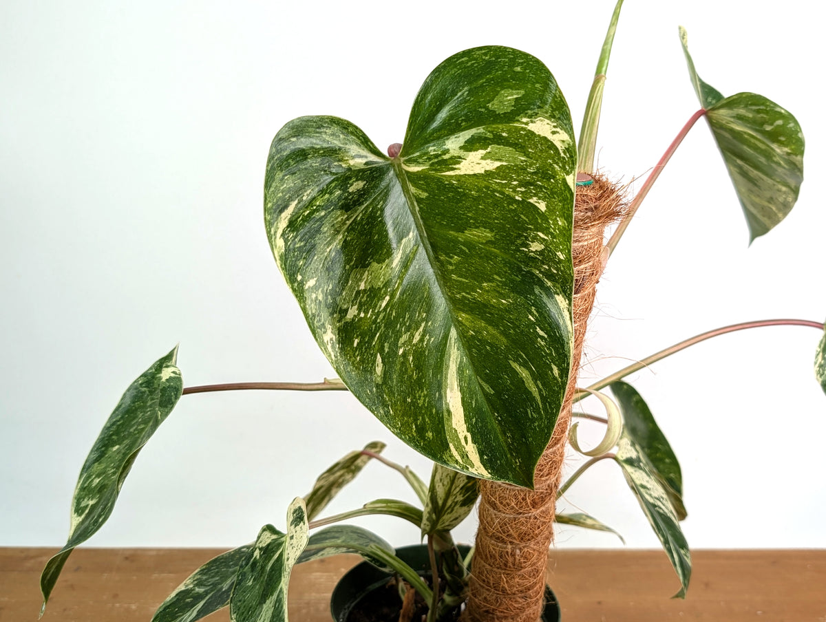 Philodendron Emerald King - Exact Plant #13C