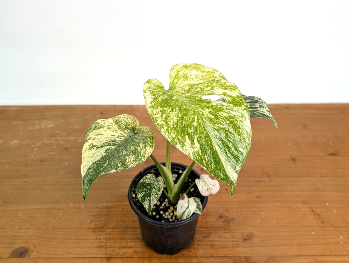 Monstera Mint Variegated